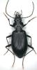 Nebria jockischii